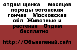 отдам щенка 10 месяцев породы эстонская гончая - Московская обл. Животные и растения » Отдам бесплатно   